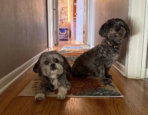 Two dark shaggy dogs on a hallway rug. Smaller Doc has a silver beard and lighter paws; taller Astro sits upright on the right.